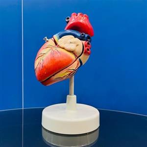 مولاژ قلب انسان 1.5 برابر 2 قسمتی
