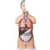 مولاژ نیم تنه انسان 0.5 برابر اندازه طبیعی با 8 قسمت جدا شونده